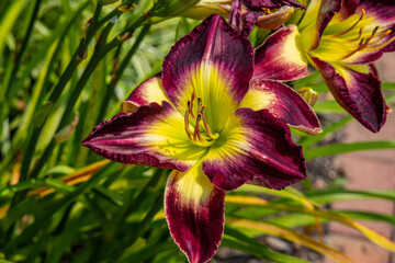 purple  flower