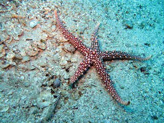 red sea starfish