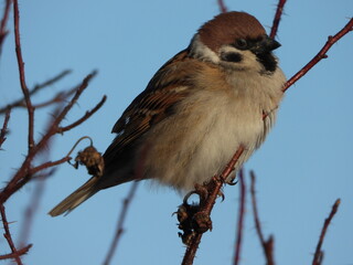 The Eurasian tree sparrow (Passer montanus) - sits on a bush, close-up photo.