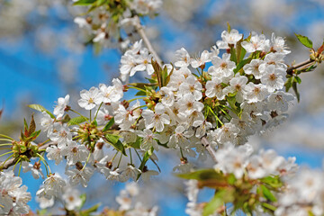 Blühender Kirsche, Prunus avium, im Frühling