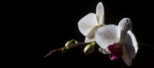 Spring banner, blossom background. Decorative flowers for home. Floral concept. Sweet home. Orchid flower. © Volodymyr