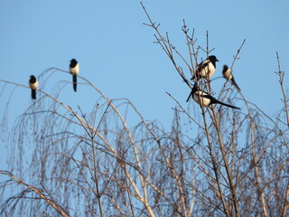 Five magpies are sitting in a tree. The Eurasian magpie or common magpie (Pica pica) is a resident breeding bird throughout the northern part of the Eurasian continent.