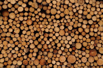 Holzstämme 0521