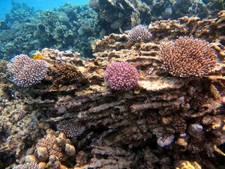 Naklejka na ściany i meble Beautiful colorful hard corals of the red sea and fish