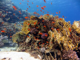 Fototapeta na wymiar Beautiful colorful hard corals of the red sea and fish