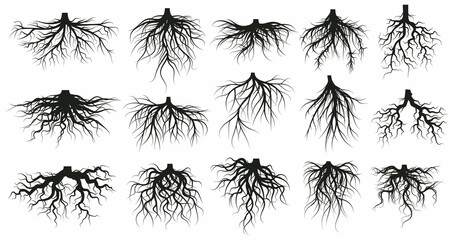 Tree root system, underground growing plants stems. Branched roots, botany plants, trees, vegetables roots vector illustration set. Underground root system