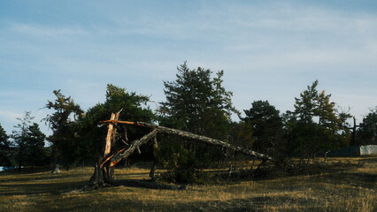 Sad broken tree