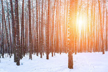 Sunbeams streaking through pine trunks in a winter pine forest after a snowfall.