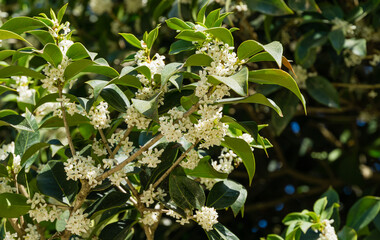 Osmanthus fragrans (sweet or fragrant olive) blossom in autumn public landscape city park Krasnodar...