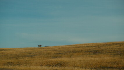 Bright cow on a hill