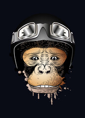 Schimpanse mit Retro Motorrad Helm und Brille