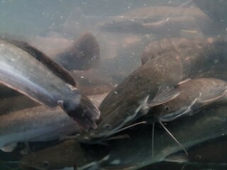 Fototapeta premium underwater of catfish on the river