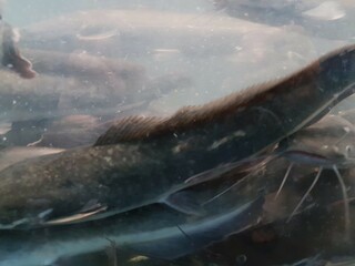 Fototapeta premium underwater of catfish on the river