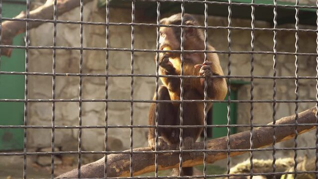 A small monkey in a cage at the zoo eats food