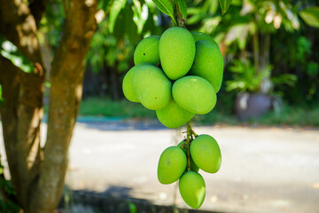 Fresh green organic bunch of mangoes hanging on a mango tree. Mangifera indica L. Var.