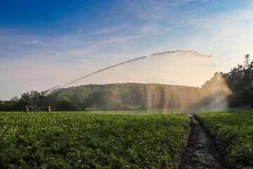 Sprinkler watering a field with green vegetables against the sun rays