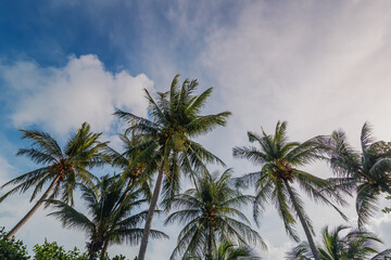 Fototapeta na wymiar Beautiful tropical landscape, tall coconut trees on the background of blue sky and clouds