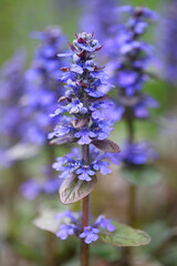 Blue bugle,  also known as bugleherb, creeping bugleweed or carpetweed