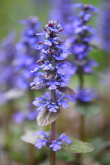 Obraz premium Blue bugle, also known as bugleherb, creeping bugleweed or carpetweed