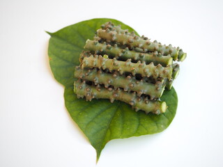 Tinospora cordifolia (Thai herb) with green leaves on white background. closeup photo, blurred.