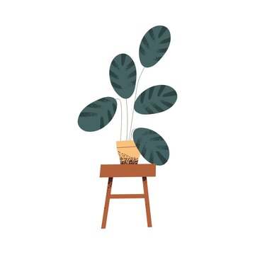 House plant in pot on chair stand. Green houseplant Maranta with big leaf growing in planter. Natural foliage decor for home and office. Colored flat vector illustration isolated on white background