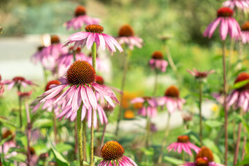 Fototapeta premium Echinacea purpurea in garden. Medicinal flower to enhance immunity. Selective focus