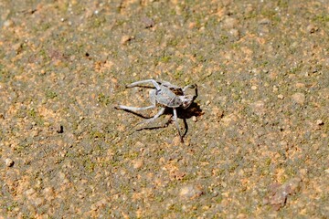 bug's-eye shell