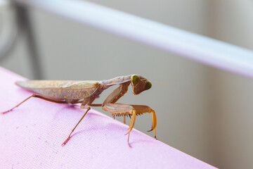 A closeup of a grasshopper on a towel in the area of a balcony