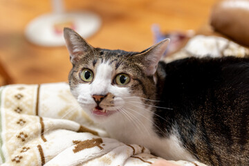 ニャーとなく猫　キジトラ猫