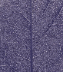 Natural background of purple or violet leaf texture with vein pattern.