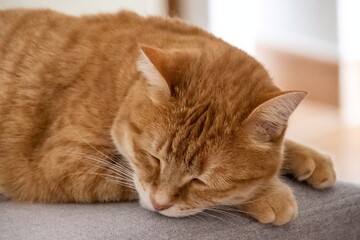 ginger cat sleeping on a gray chair 