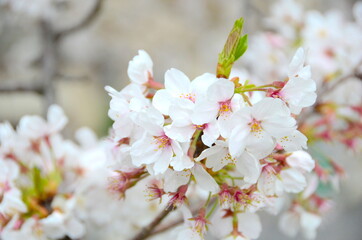 Cherry Blossoms