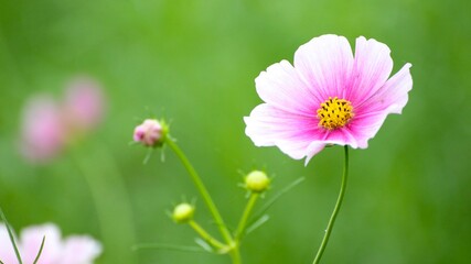 pink cosmos flower