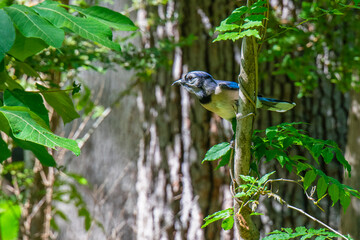 blue bird on a branch