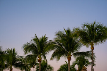 palm trees on the sky