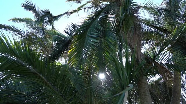 Walking under palm trees in California in slow motion 120fps
