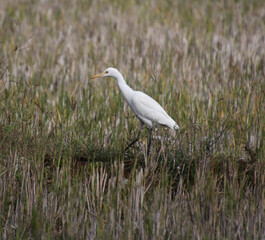  search of prey in heron farm 