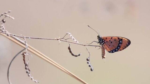 Tawny Coster butterfly in Thailand and Southeast-Asia.