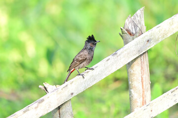 Red-vented Bulbul - Pycnonotus cafer