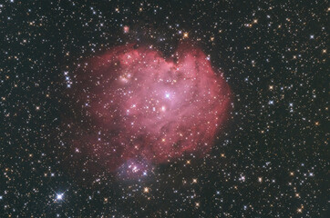 NGC 2175  Affenkopf Nebel