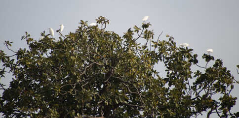 heron sitting on a tree