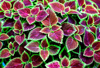 Colorful leaves background of Coleus, Painted nettle or Flame nettle (Solenostemon Scutellarioides) in the tropical ornamental garden