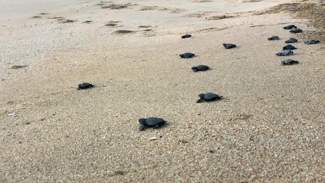 A volunteer put baby leatherback turtles on a Mexican beach.