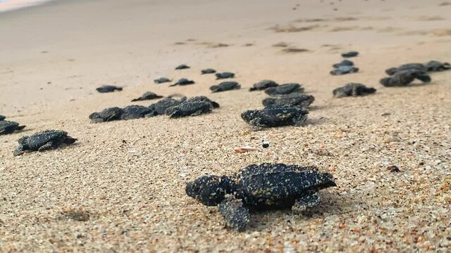 Baby leatherback turtles crawl through sand in Mexico.
