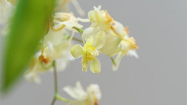 4k time lapse footage of blooming Oncidium flowers, dancing doll orchid or Oncidium Gower Ramsey, beautiful tiny flowers blossom in spring.