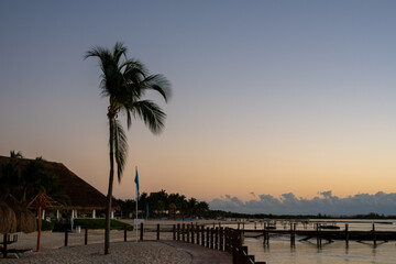 sunset and palm on the beach