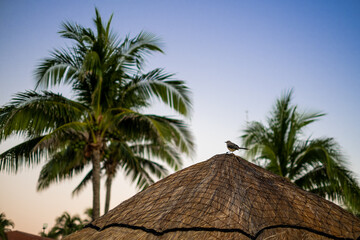 bird on a thatched roof on the beach