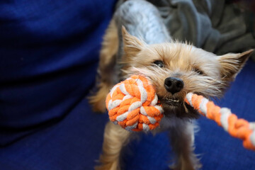 Yorkie playing tug of war with dog toy made of orange - white rope. Very small purebred Yorkshire...