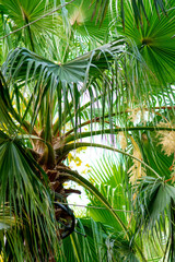 Obraz premium green palm leaves close up fanned out against the sky 