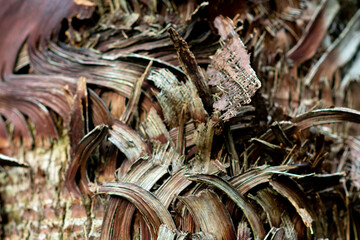 tree trunk twined with liana close up for background
